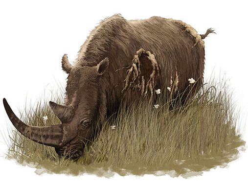 Rhinoceros